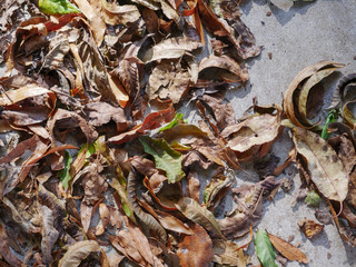 Autumn leaves on a concrete porch in November in Anniston, Alabama, USA