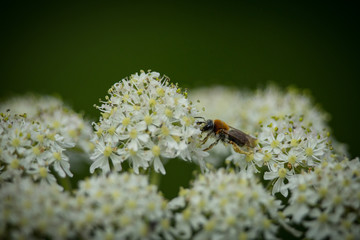 Early Mining Bee (Andrena haemorrhoa) collecting pollen on Yarrow wildflower 2 - 235476570