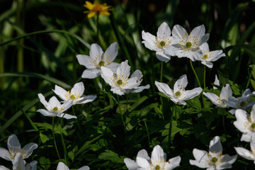 wood anemone in the wild with sun - 235476786