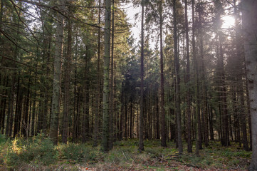 Impression of the Forest near former prison and transit Camp Westerbork, on a sunny afternoon. Image from the Town of Hooghalen in the province of Drenthe, the Netherlands.