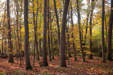 Obraz premium Impression of the Forest near former prison and transit Camp Westerbork, on a sunny afternoon. Image from the Town of Hooghalen in the province of Drenthe, the Netherlands.