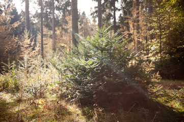 Impression of the Forest near former prison and transit Camp Westerbork, on a sunny afternoon. Image from the Town of Hooghalen in the province of Drenthe, the Netherlands.