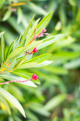 Pink flowers on green plants
