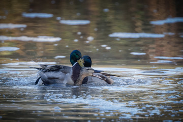 two male ducks fighting and trying to mate with drowning female 2 - 235477772