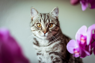 Gray cat with lilac orchid flowers. Home favorite pet.