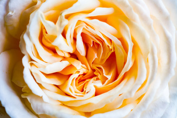 cream rose - 235478126