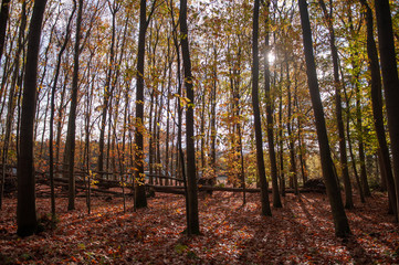 Fototapeta premium Impression of the Forest near former prison and transit Camp Westerbork, on a sunny afternoon. Image from the Town of Hooghalen in the province of Drenthe, the Netherlands.