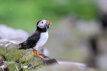 Atlantic puffin with his beak full of sandeel  - Farne Islands - England - United Kingdom