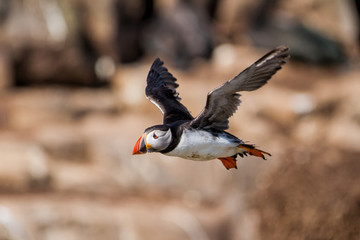 Atlantic puffin flying - Farne Islands - England - United Kingdom