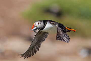 Atlantic puffin flying with his beak full of sandeel  - Farne Islands - England - United Kingdom