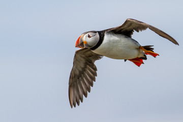 Atlantic puffin flying - Farne Islands - England - United Kingdom