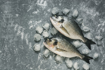 Raw dorado fish on a gray background with ice cubes. Top view, flat lay, copy space.