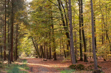 Impression of the Forest near former prison and transit Camp Westerbork, on a sunny afternoon. Image from the Town of Hooghalen in the province of Drenthe, the Netherlands.
