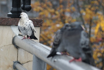 Cute pair of urban pigeons