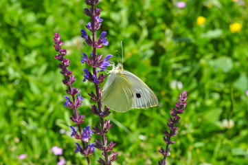 The large white,  cabbage butterfly on meadow. Big white butterfly (Pieris brassicae)  collecting nectar on wild flowers