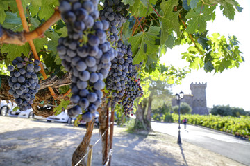 red wine grapes on the vine