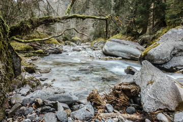 Wildbach durch einen dunklen Wald