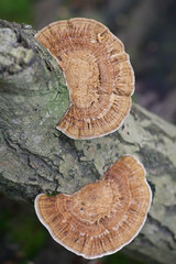 Daedaleopsis confragosa, commonly known as the thin walled maze polypore or the blushing bracket,