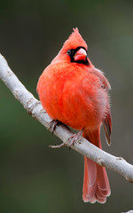 Northern cardinal