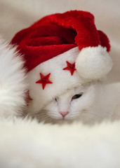 white cat with Santa Claus hat on white fur