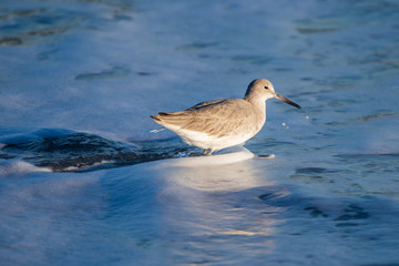 Seagull in Shallow Ocean Water