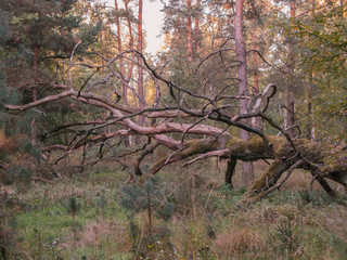 Przewrócone drzewo w lesie.