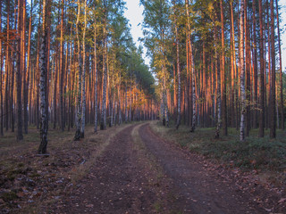 Leśna droga jesienią.