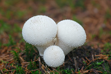 Lycoperdon perlatum, popularly known as the common puffball, warted puffball, gem-studded puffball, or the devil's snuff-box