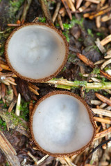 Humaria hemisphaerica, commonly known as the hairy fairy cup or the brown-haired fairy cup