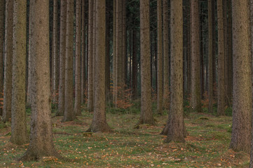 Świerkowy las. © boguslavus