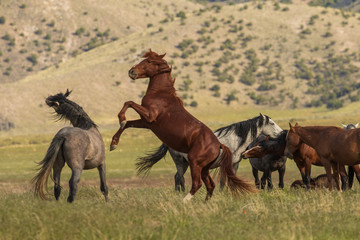 Wild Horses in the Utah Desert in Summer