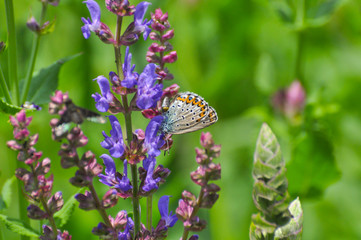 Plebejus argyrognomon, Reverdin's blue butterfly on meadow. Small blue butterfly on wildflowers
