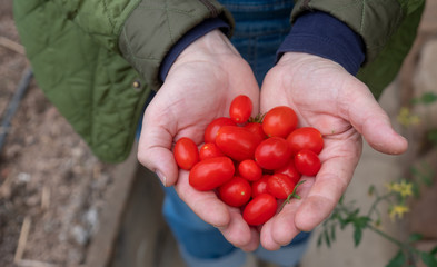 eine Hand voll kleiner saftiger roter frischer Bio Tomaten Kirschtomaten gehäuft herzförmig in der Hand der Gärtnerin im Gemüsegarten