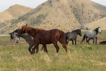 Naklejka na ściany i meble Wild Horses in the Utah Desert in Summer