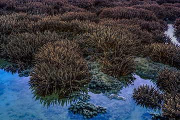 scenery sunrise above the coral reef. coral reef emerges from the water at a reduced water level..during low tide we can see a lot of coral reef and marine fishes around Rawai beach Phuket island.
