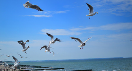 flock of seagulls