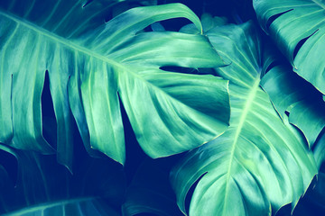 Tropical Green Leaves Foliage as Natural Texture Background
