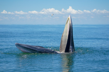 Bryde's whale, Eden's whale, Eating fish at gulf of Thailand.