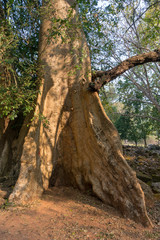 Fototapeta na wymiar Big silk-cotton trees (Ceiba pentandra) or thitpoks (Tetrameles nudiflora) in Angkor, Siem Reap, Cambodia