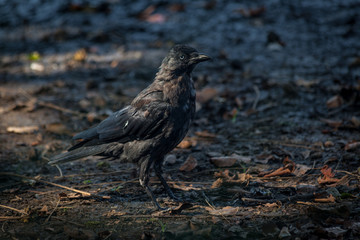 black crow standing and staring on the dirt ground