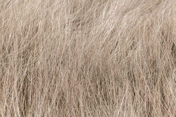 dry yellow grass pattern