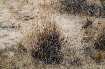 Alkali Sacaton growing in White Sands National Monument, New Mexico, USA