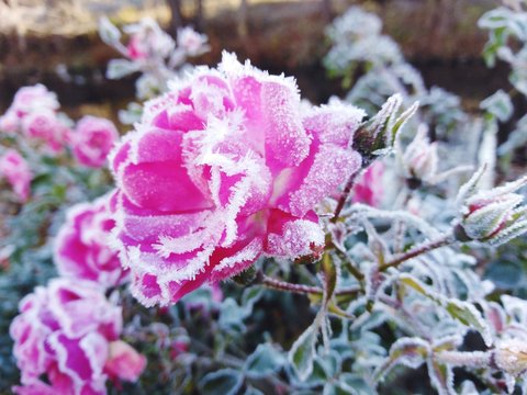 eisrose
