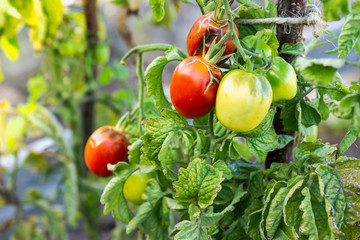 Tomatoes get sick by late blight closeup photo. Tomatoes in different colors and stages of growth.
