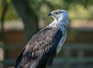 African Fish Eagle