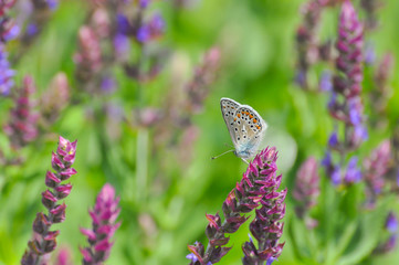 A stunning male Adonis Blue Butterfly, Polyommatus bellargus, on meadow. Beautiful butterfly background