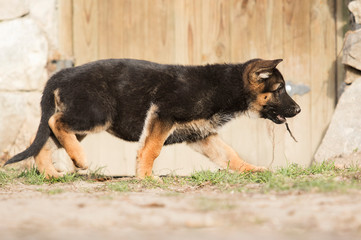 German Shepherd puppy outdoors