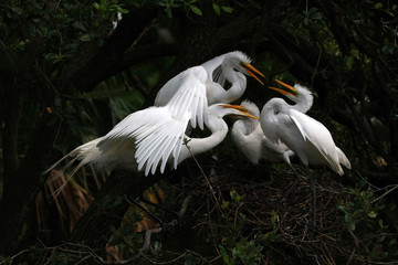 Great Egret (Ardea alba) feedng its chicks on their nest in Florida.