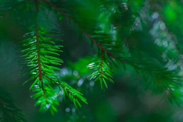 Fototapeta na wymiar background of coniferous evergreen spruce forests