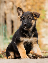German Shepherd puppy outdoors
